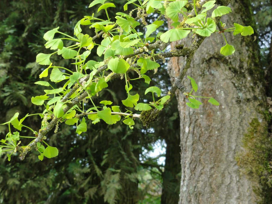 File:Orgeval (Aisne) Ginkgo Biloba, détail (feuilles, fleurs, écorce).JPG