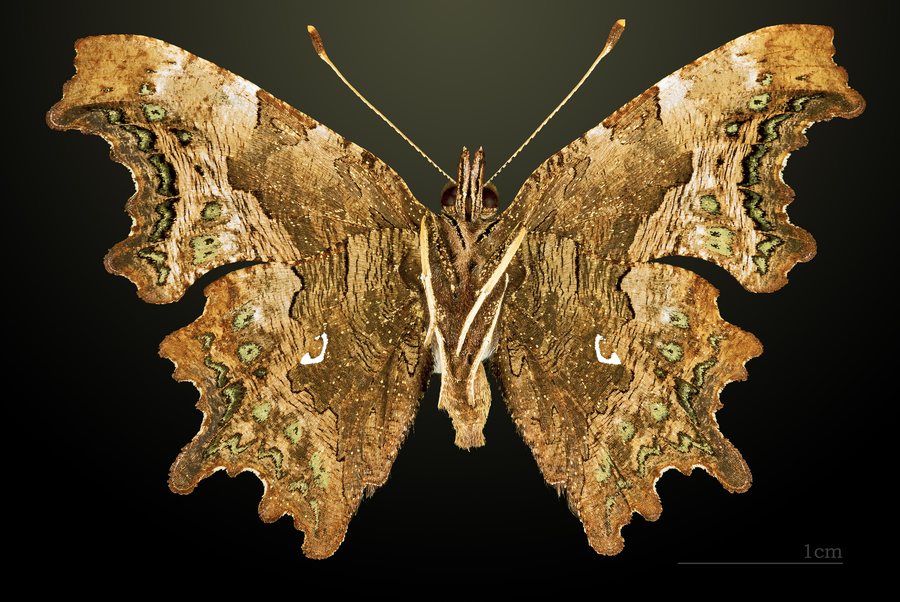 File:Polygonia c-album MHNT CUT 2013 3 19 Grisolles Male Ventre.jpg