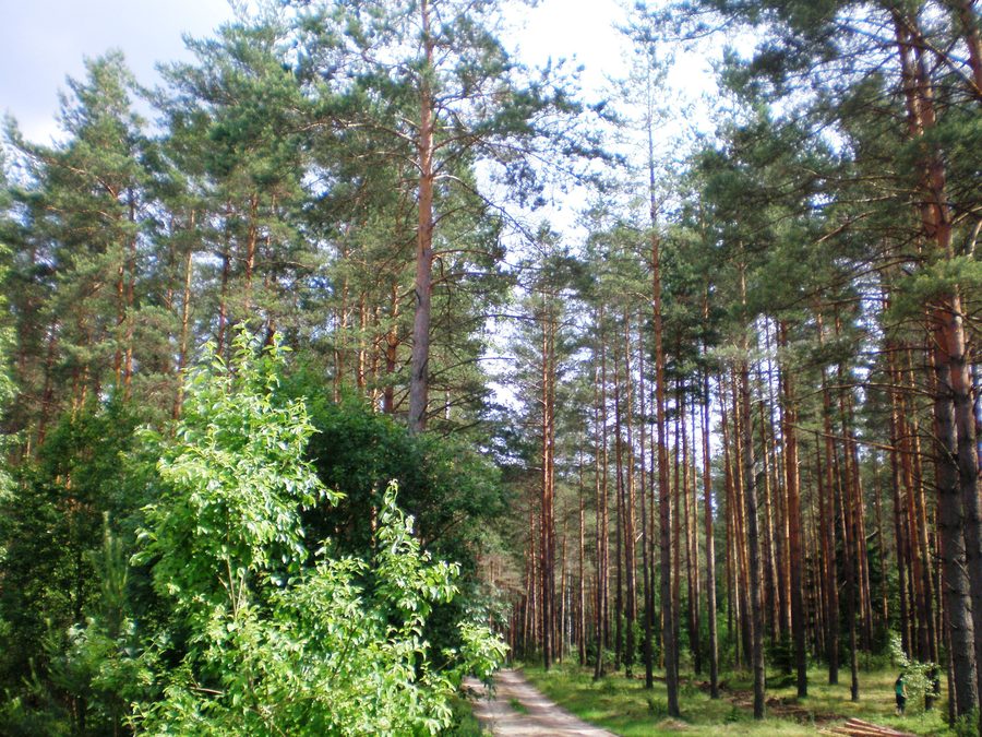 Waldlandschaft der Dainava-Heide in Süd-Litauen