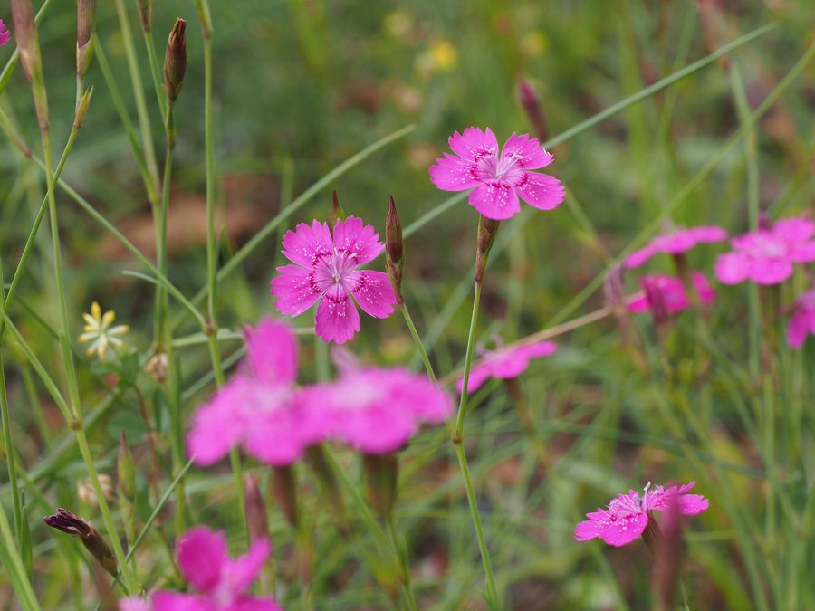 Genziana della brughiera nella brughiera di Lüneburg in Bassa Sassonia