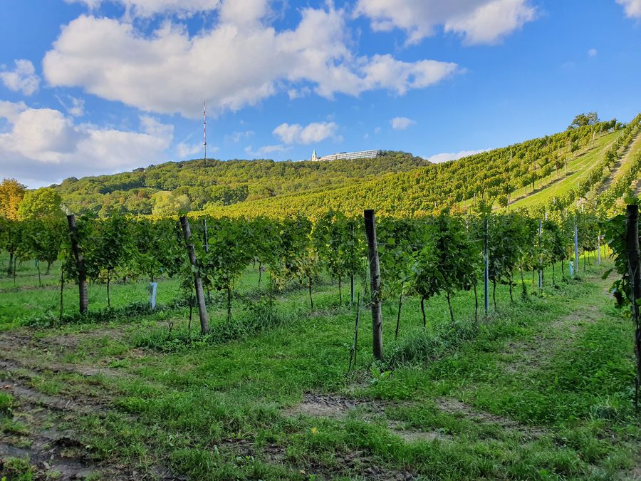 Vineyard on Vienna's Kahlenberg.