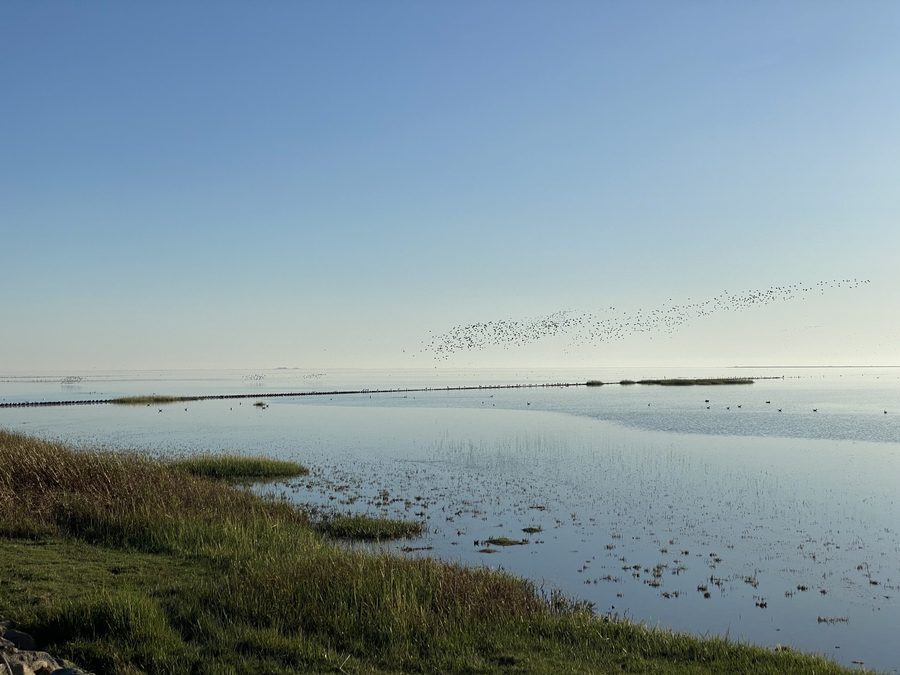 Küstenlandschaft südlich von Dagebüll in Schleswig-Holstein