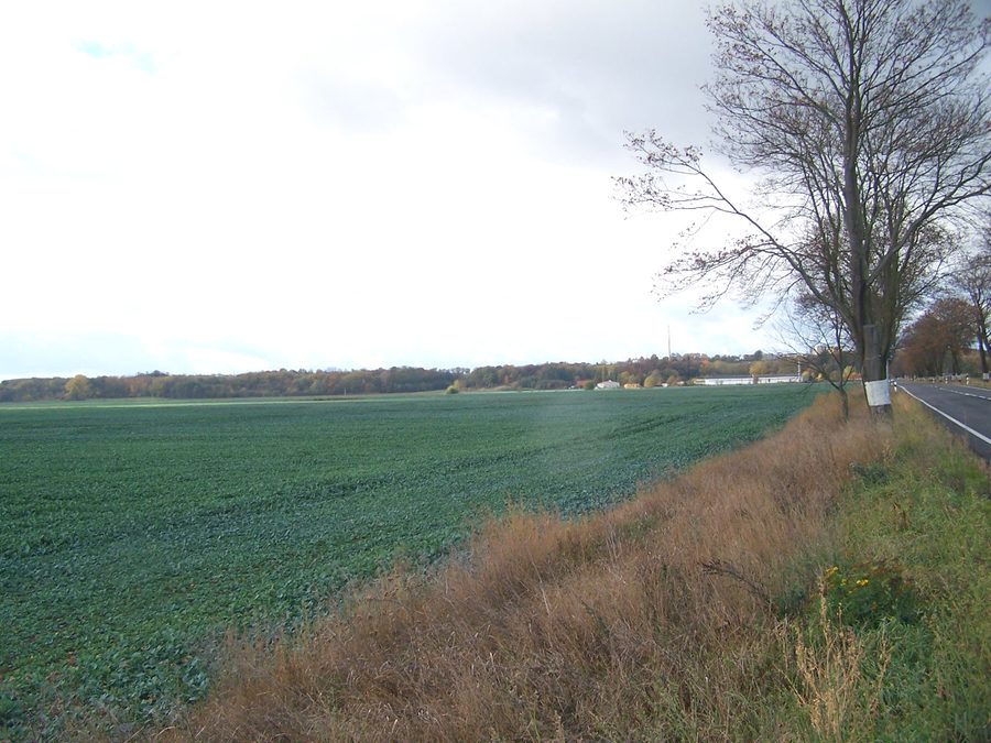 Vista da est sulla dorsale presso Seelow nell'Oderbruch