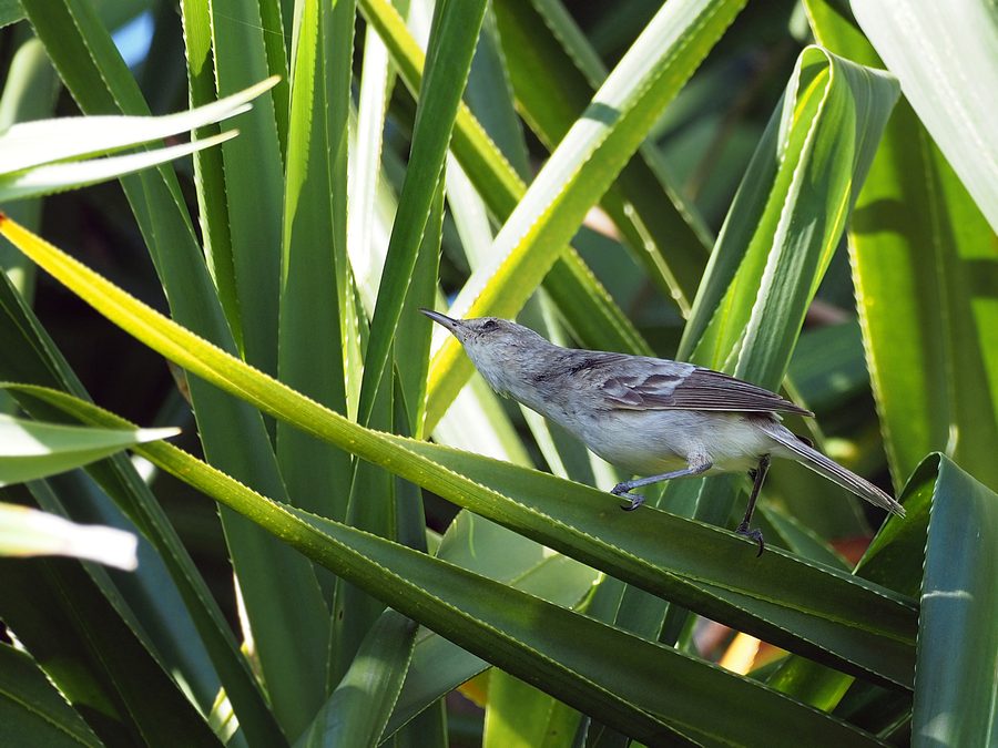 Avifauna delle Isole Pitcairn