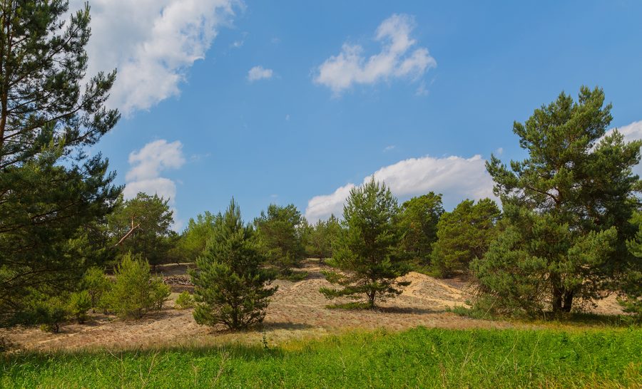 Dünen mit Waldkiefern im Naturschutzgebiet Friedrichshof bei Friedrichshof in Rietzneuendorf-Staakow