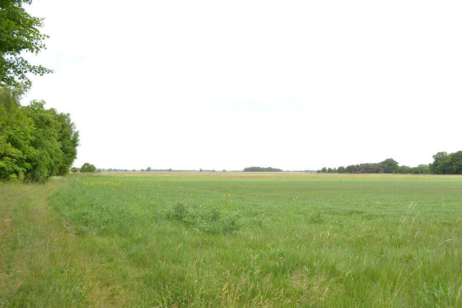 Habitat dell'otarda maggiore nel Havelländisches Luch, Germania