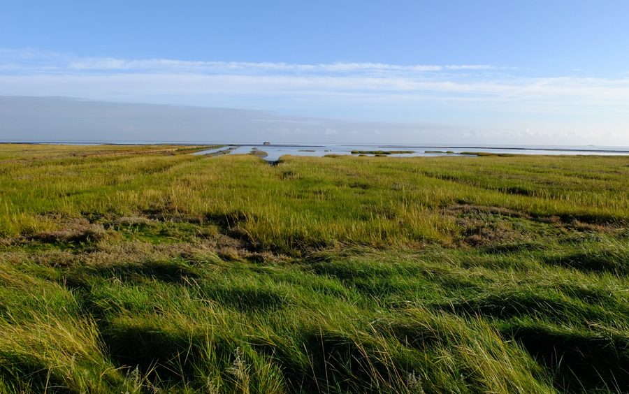 Palude salata nella riserva naturale Hamburger Hallig, Reußenköge