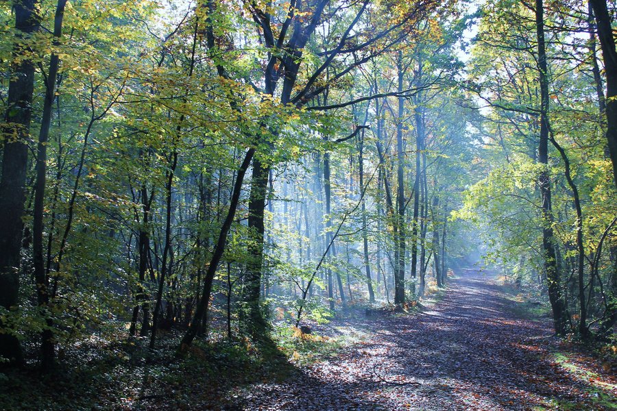 File:Grimbosq forêt1.JPG