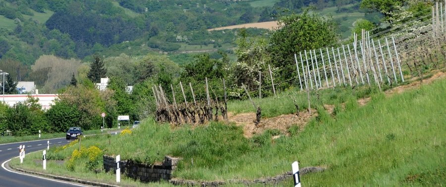 Vigneti tra Igersheim e Markelsheim nella Taubertal
