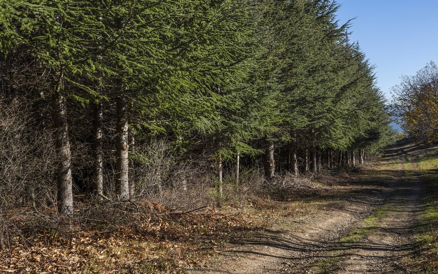 File:Cedrus libani plantation in Saint-Pons-de-Thomières cf01.jpg