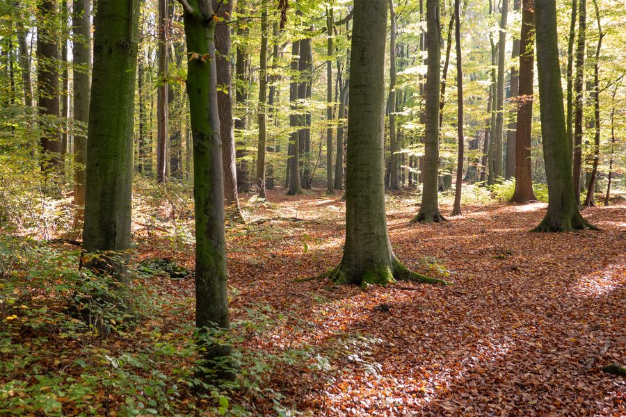 Area di tutela del paesaggio Pansbach con Krähenholz e Hinnaksteich a Leopoldshöhe-Asemissen