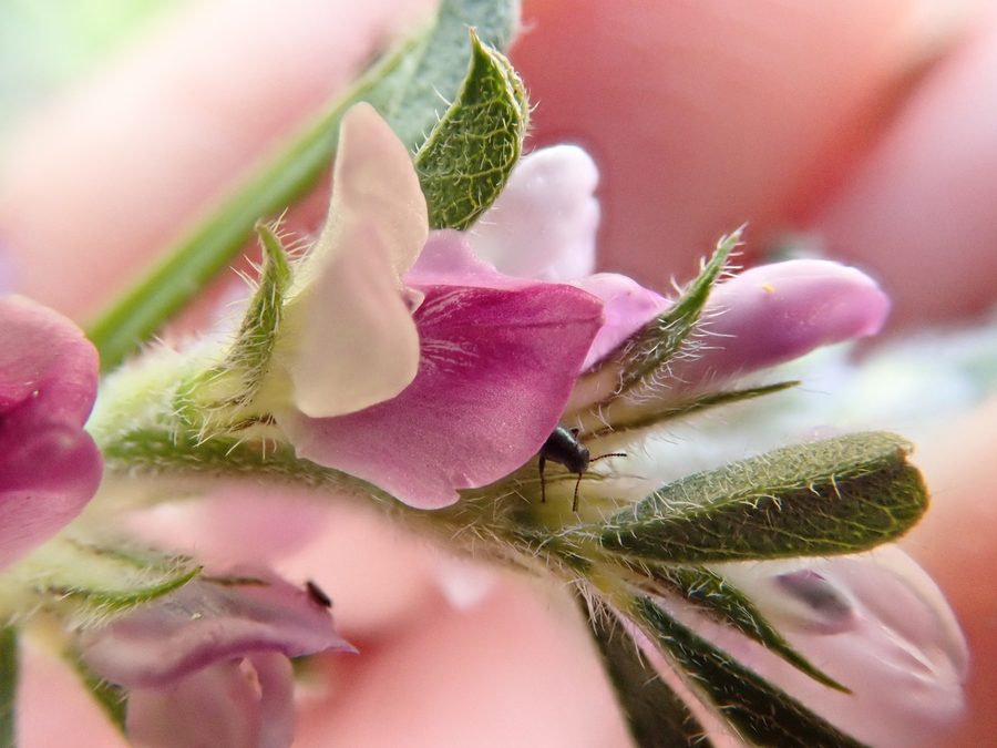 Blühende Otholobium-virgatum-Pflanze im Wildblumenreservat Tienie Versfeld nahe Yzerfontein