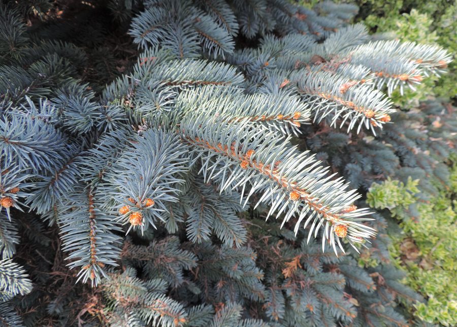 Picea pungens 'Białobok' nell'arboreto di Luzino
