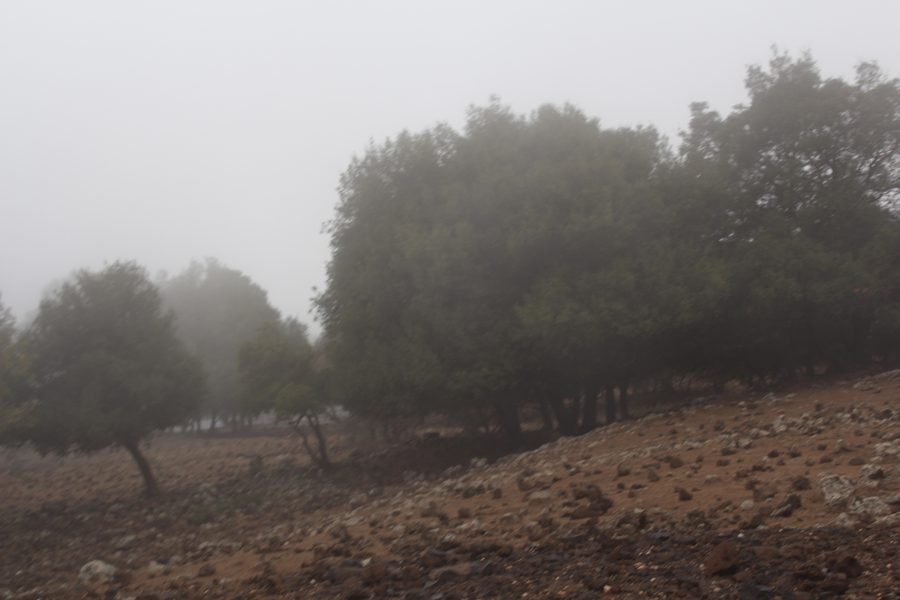 Odem-Wald im Nebel im Golan, Israel