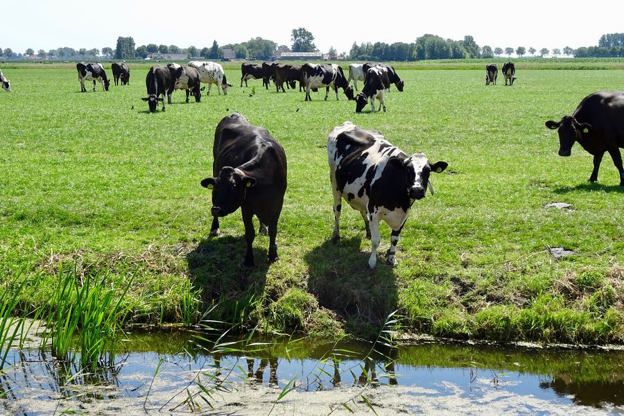 Paesaggio di polder nella Frisia Occidentale con un sentiero che attraversa l’area aperta