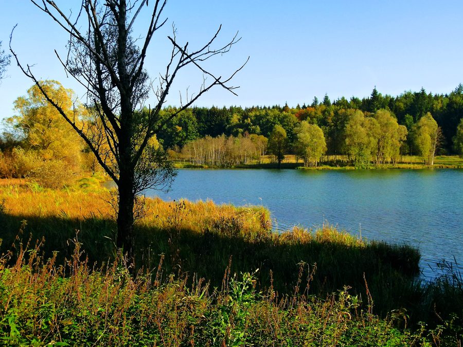 Vista paesaggistica dei laghi di Schwackenreut con diversi laghi e vegetazione delle rive