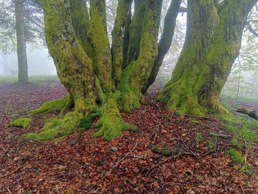 File:Arbre @ Lusse.jpg