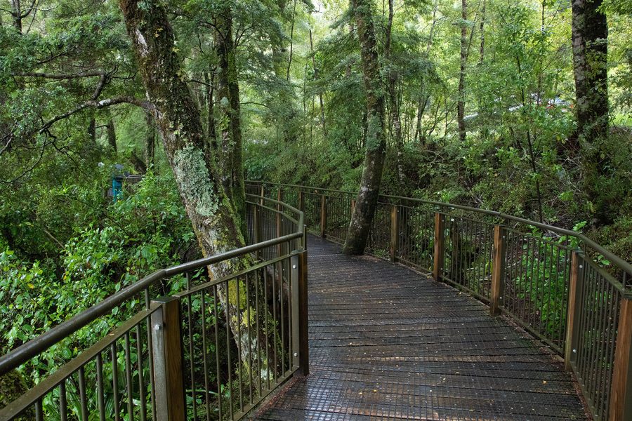 Foresta pluviale nel Fiordland National Park nel Southland, Nuova Zelanda