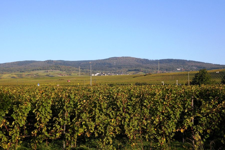 Blick auf Hallgarten und die Weinbergslagen mit der Hallgarter Zange im Hintergrund