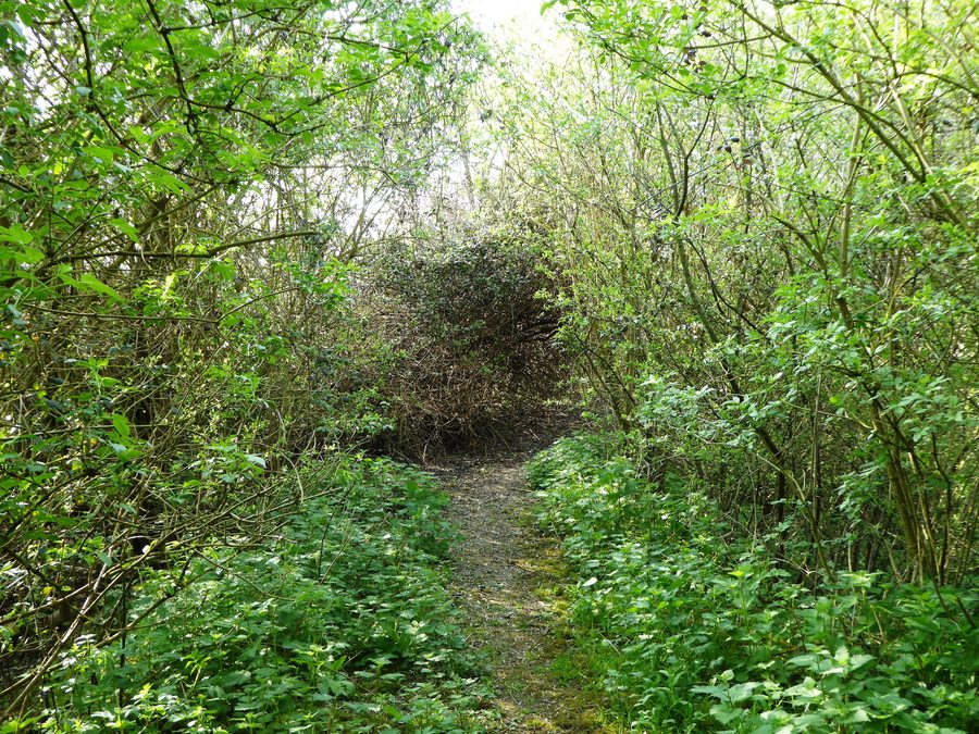 Palude da pascolo nella riserva naturale Burham Marsh sul River Medway vicino a Snodland