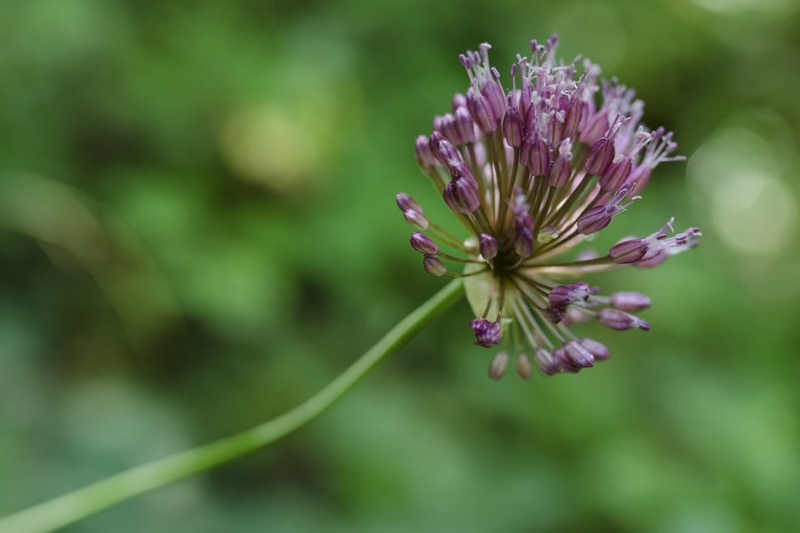 File:Allium sphaerocephalon roubarbel saint-paul-la-coste 48 20130708 DSC 8482.jpg