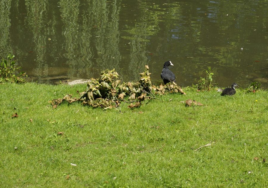 Folaga con piccoli sullo Schwanenweiher nel parco cittadino di Fürth