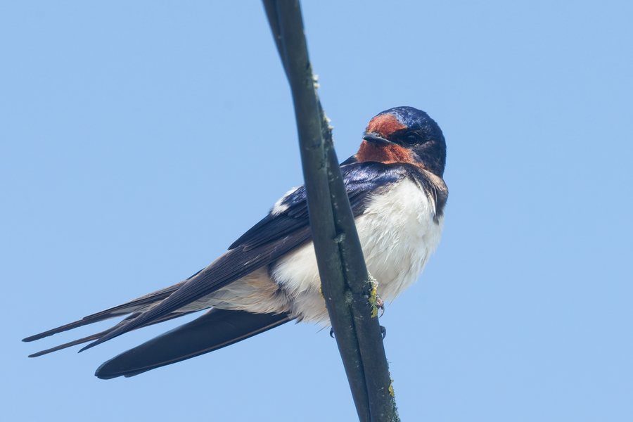 File:Hirundo rustica Le Château-dOléron 20250508 n01.jpg