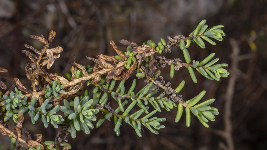 File:Suaeda vera, Vic-la-Gardiole cf01.jpg