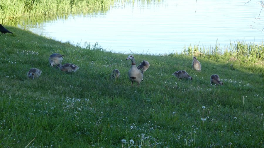 Nilgänse mit Küken am Losheimer Stausee