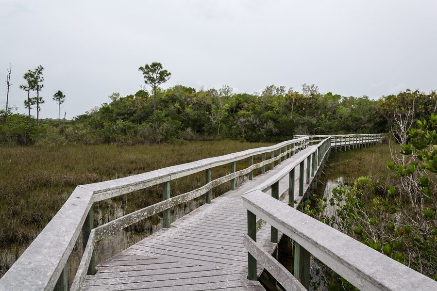 Paesaggio nel Parco nazionale delle Everglades in Florida