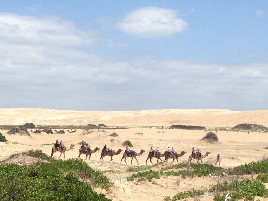 Cammelli a Stockton Beach nel New South Wales