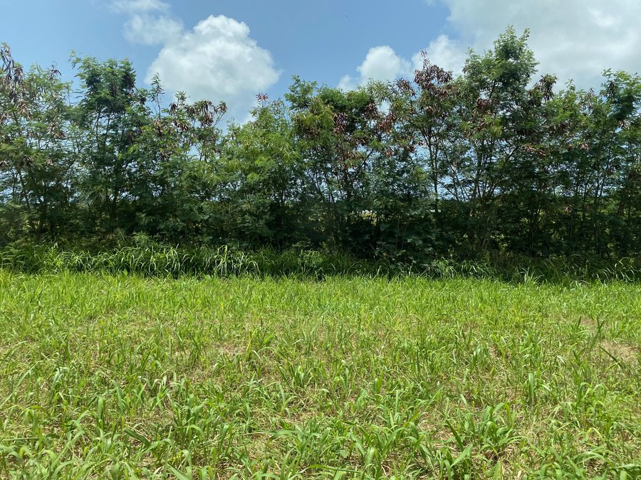 Field in Saint Peter, Antigua and Barbuda