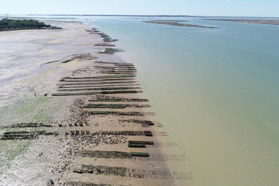 Banchi di ostriche alla foce della Seudre nella Charente-Maritime