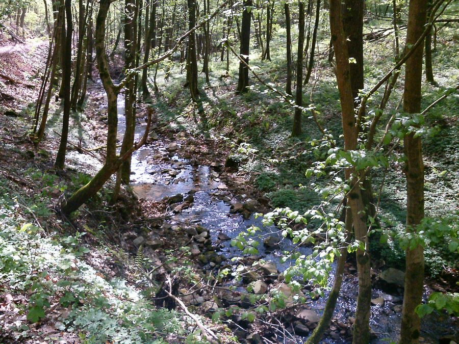 Bachtal oberhalb von Bammental in Baden-Württemberg
