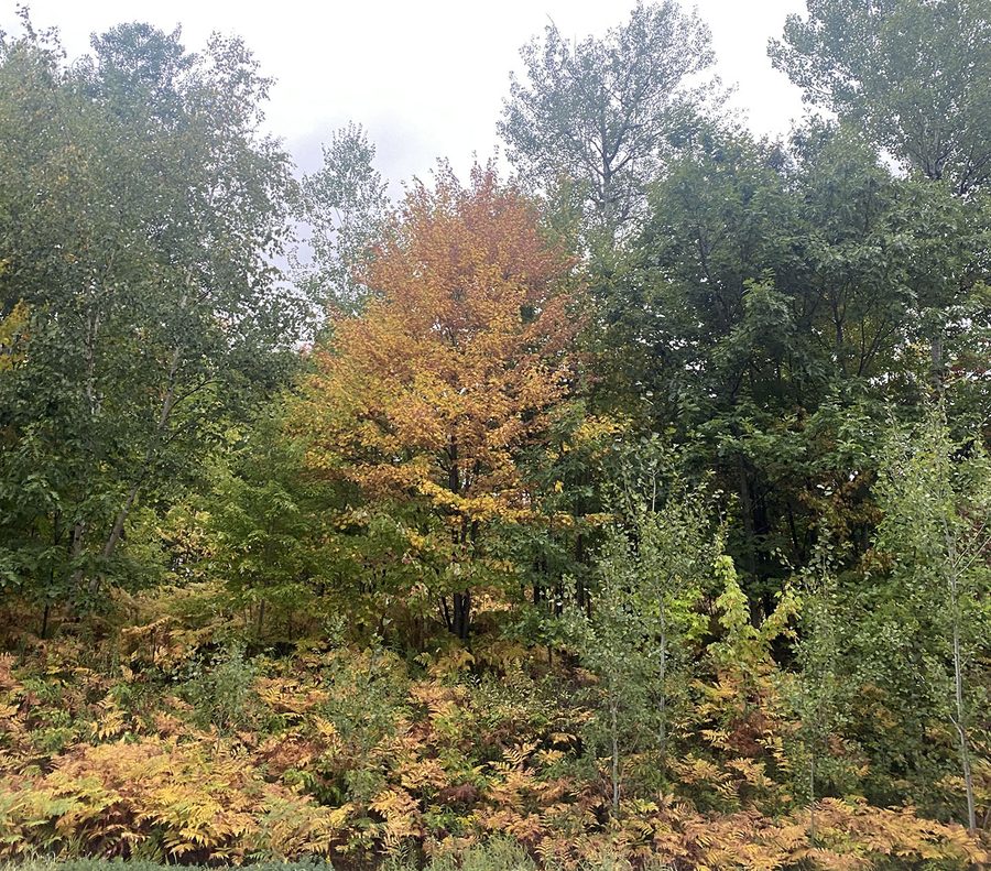 Colori autunnali nel Chequamegon-Nicolet National Forest in Wisconsin