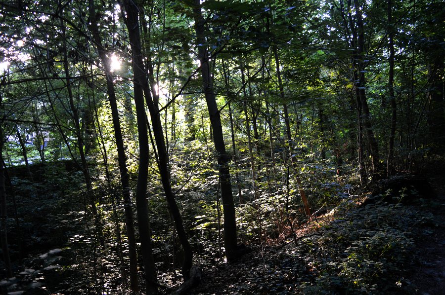 File:LSG Bergholz (26).jpg