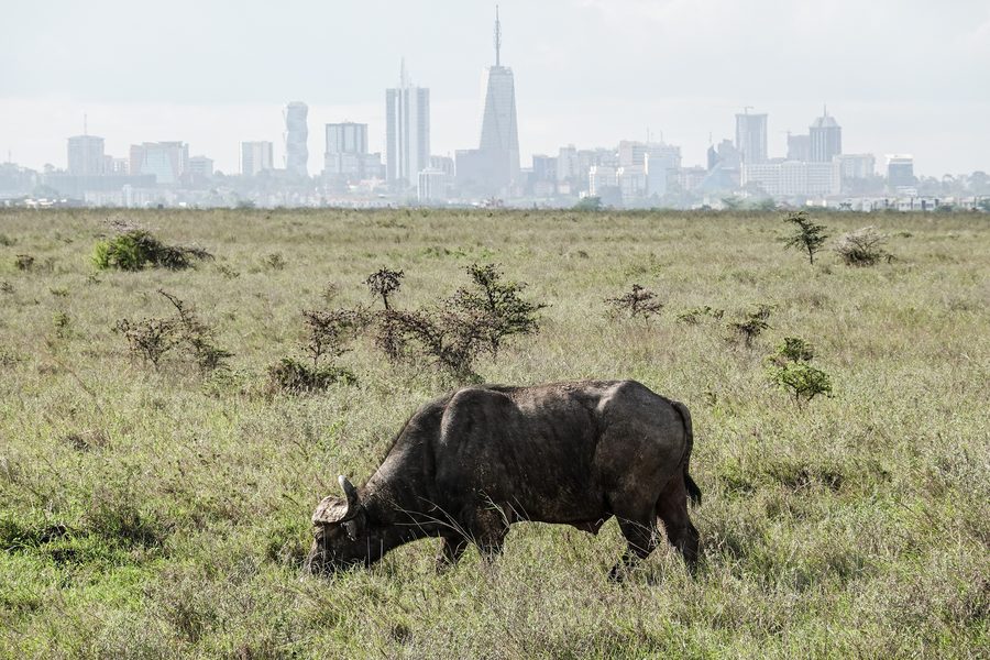 Büffel in der Savanne des Nairobi National Park vor der Skyline von Nairobi