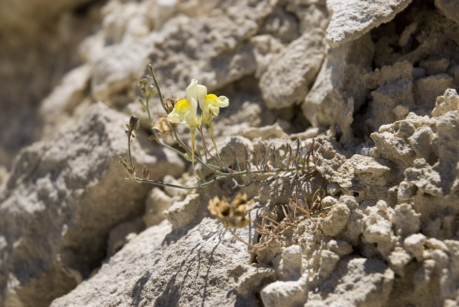 File:Linaria supina carriere-saint-vaast-les-mello 60 01072008 03.jpg