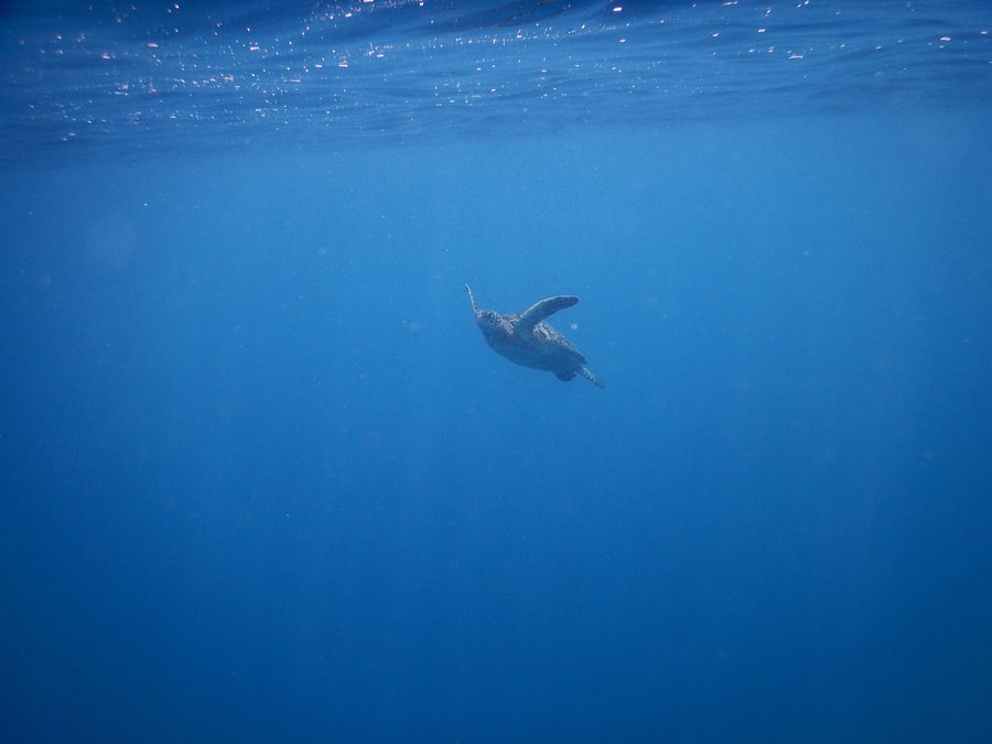 Tartaruga marina al largo della costa di Savai'i