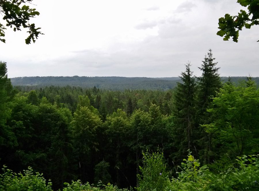 Blick vom Rūsiņš-Hügel über bewaldete Landschaft im Gauja-Nationalpark in Lettland.