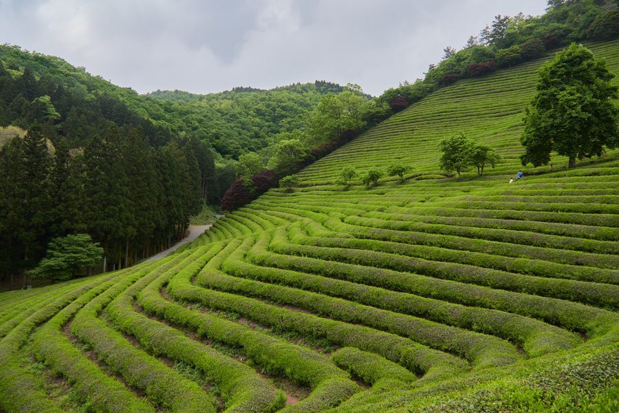 Terraced green tea fields on a hillside at Boseong Tea Plantation