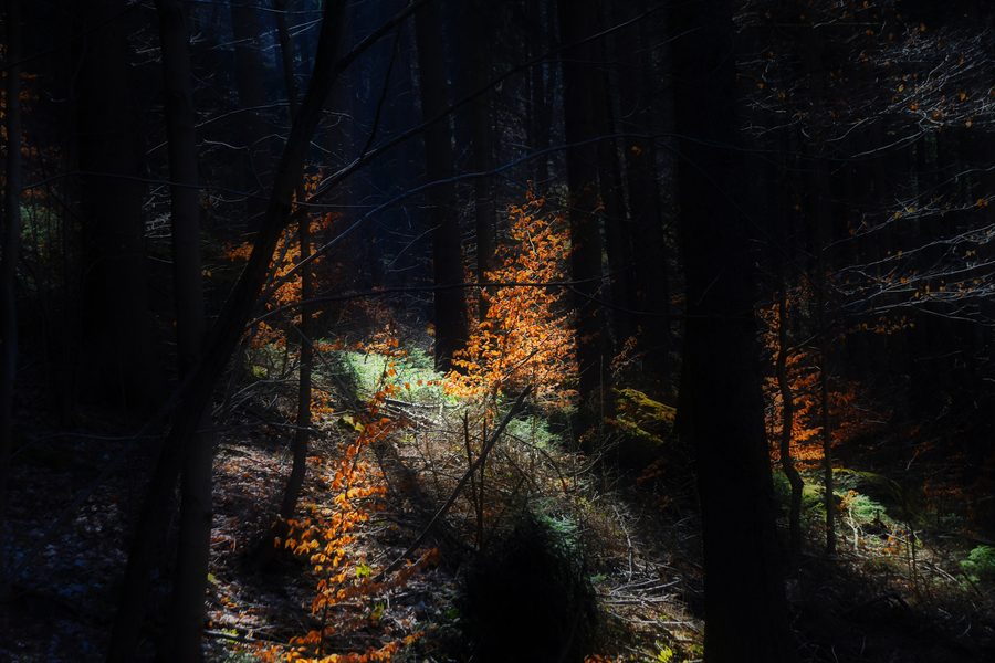 Paesaggio forestale nella Triebtal presso Jocketa con luce solare tra gli alberi
