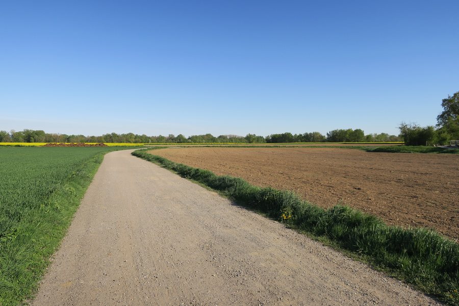 File:Wittenheim - chemin dans les champs - 01.jpg