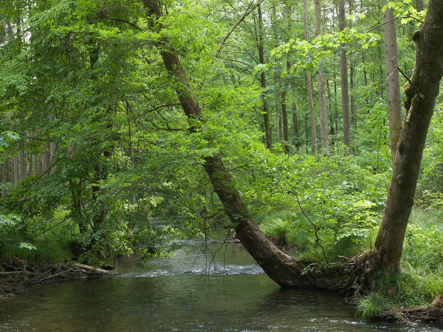 Kleiner Fluss im Hafenlohrtal bei Windheim in Unterfranken