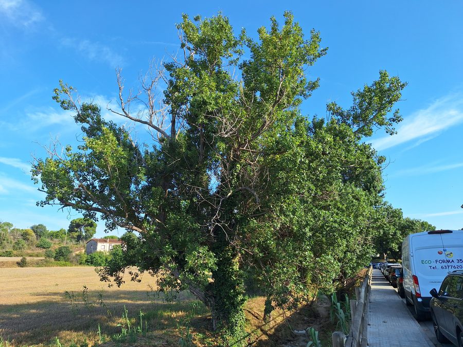 Pioppi a La Torreta, La Roca del Vallès