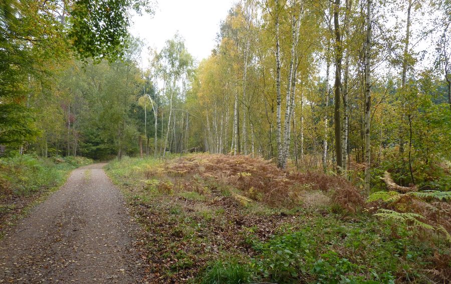 Paesaggio boschivo nella Rostocker Heide