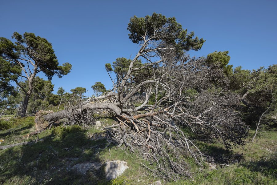 File:Uprooted tree, Île Saint-Martin, Gruissan cf01.jpg