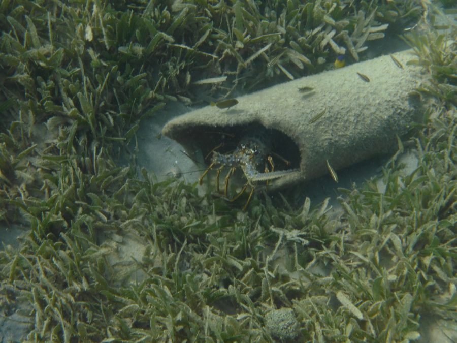 Spiny lobster di Anguilla