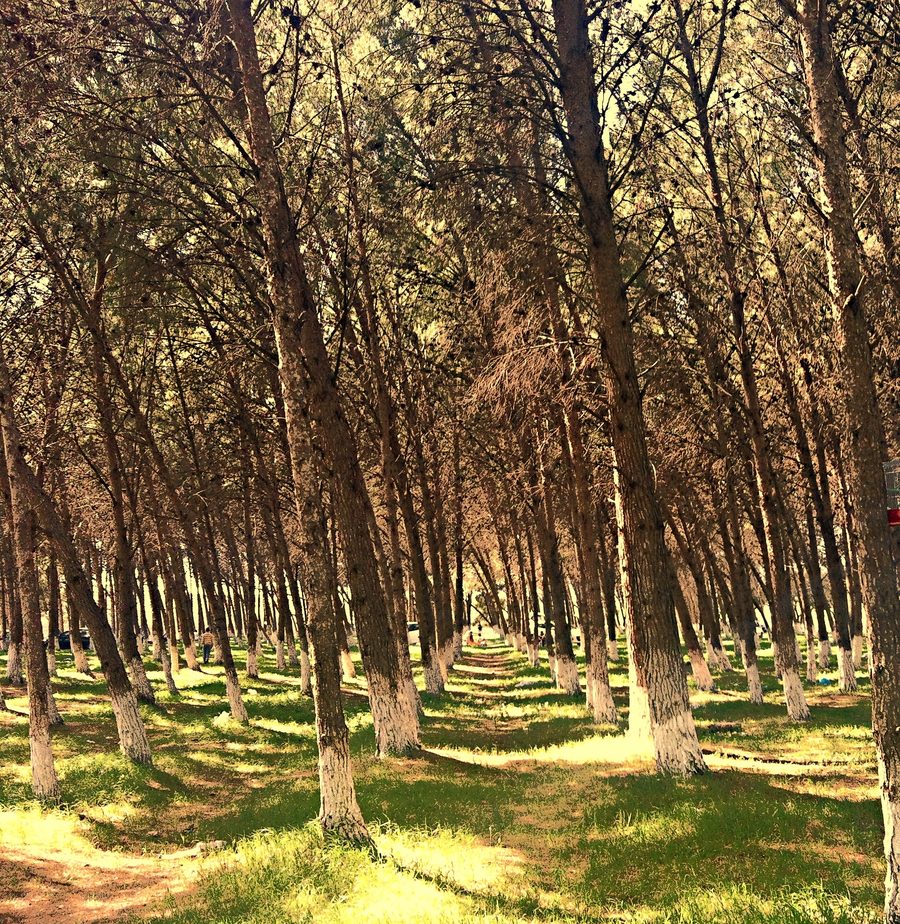 Forest on Tessala Mountain above the plains of Sidi Bel Abbès Province.