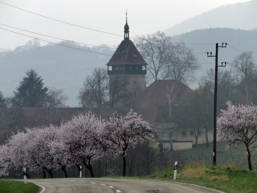 Geilweilerhof während der Mandelblüte